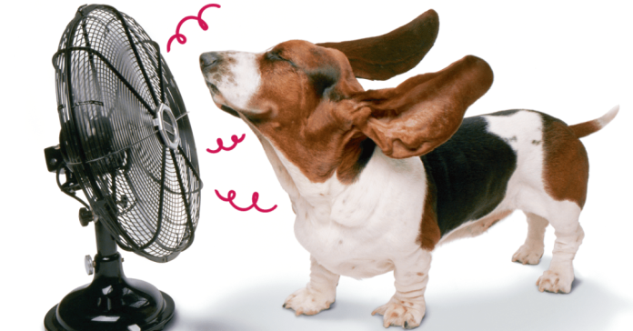 Onda de calor: 6 dicas para dar conforto a c&atilde;es e