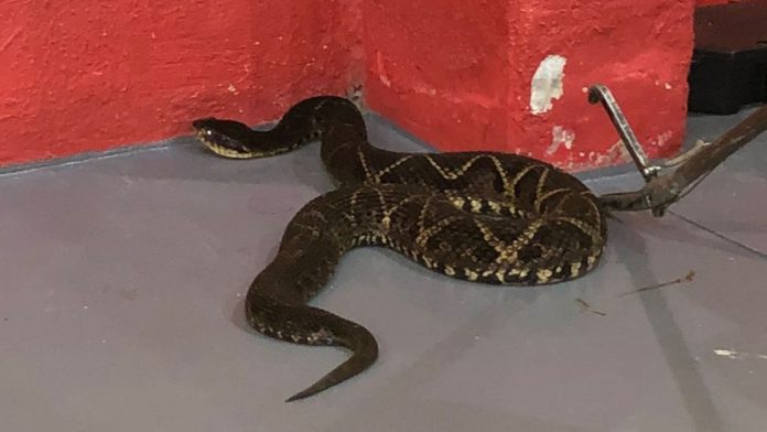 Blumenau: Serpente Ataca Criança de Sete Anos em Seu...