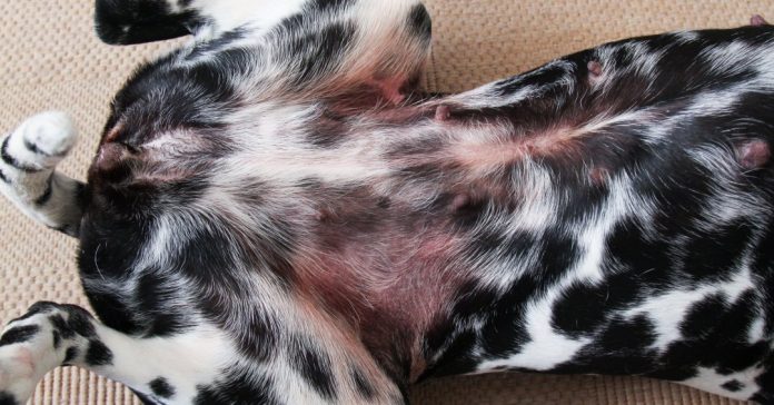 Dermatite em cachorros: quais os tipos e como tratar