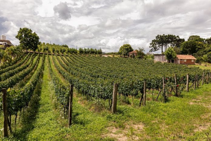 2025: Ano Promissor para a Viticultura no Sul do Brasil
